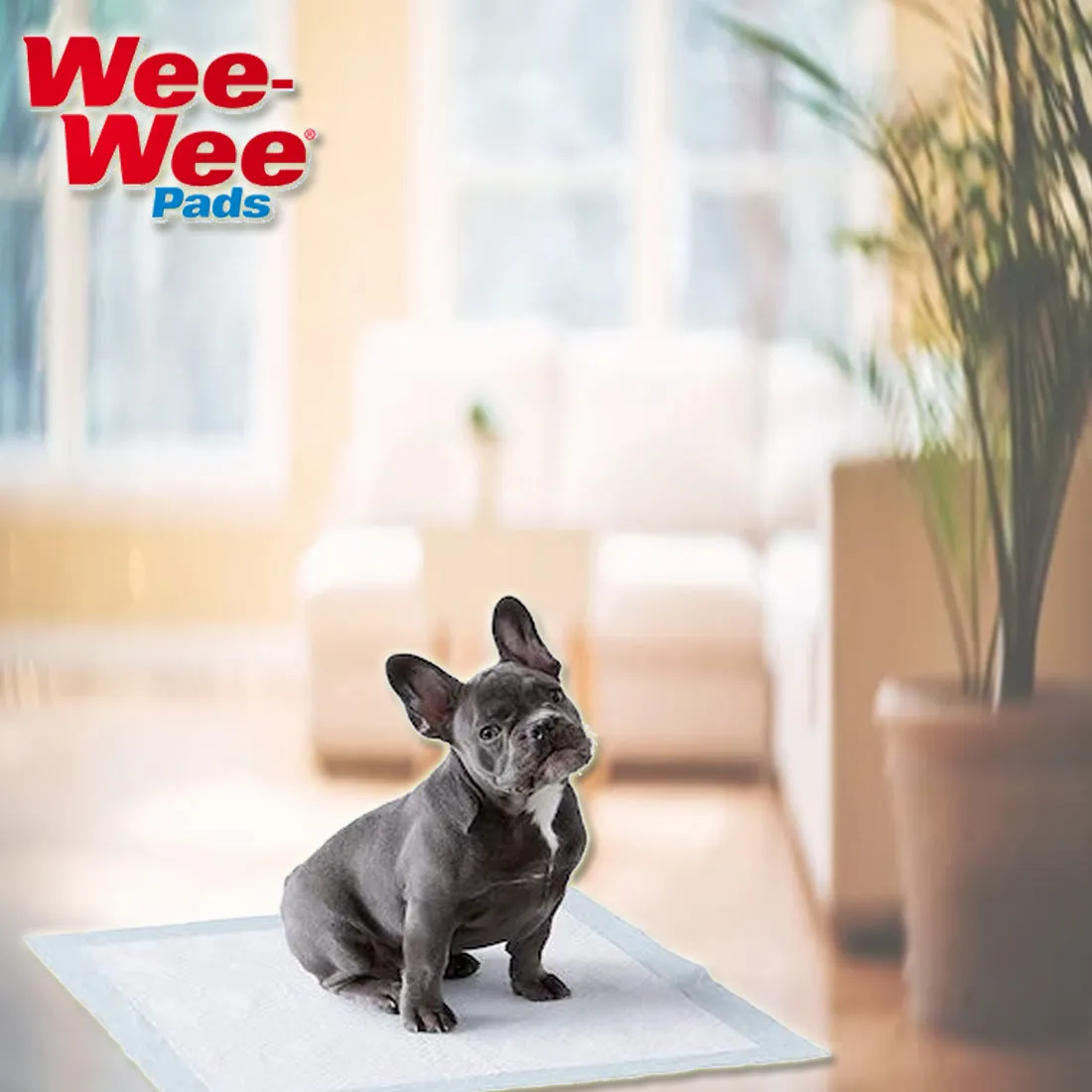 Four Paws Wee Wee Pads for Standard and Little Dogs, 72 Count