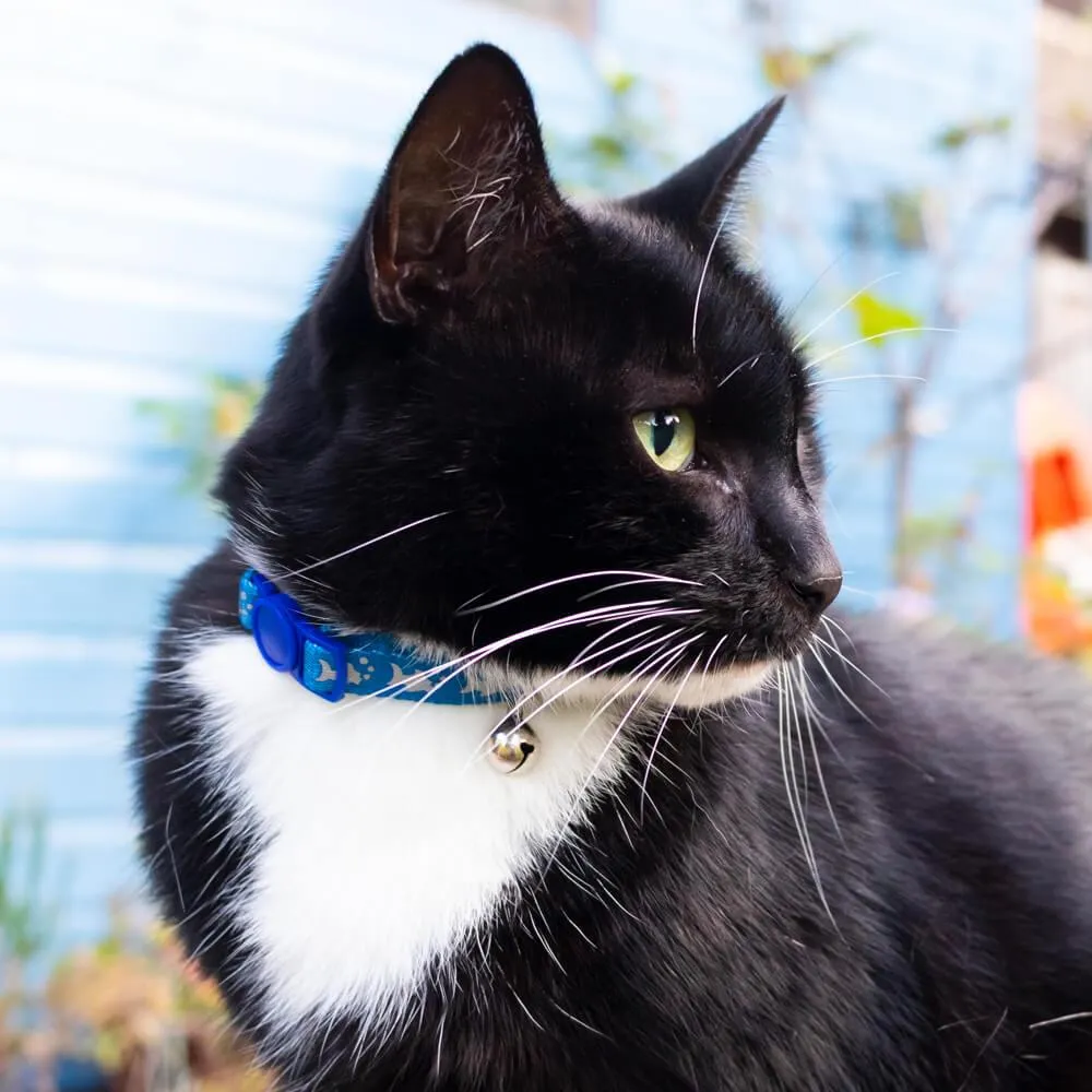 Reflective Cat Collar with Blue Fish Print & Safety Release Buckle